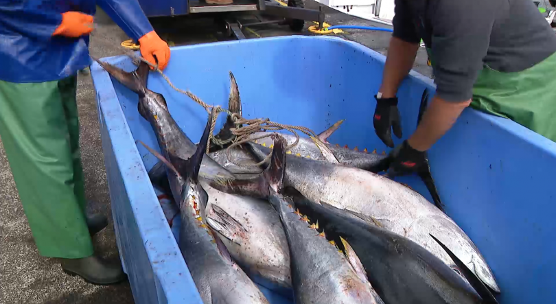 Governo aplica novos limites às descargas de atum nas lotas de Ponta Delgada e Vila do Porto