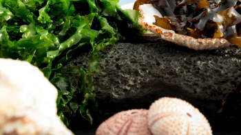 Imagem de Prémio Nacional de Turismo 2025: Restaurante Bioma distinguido na categoria Turismo Gastronómico