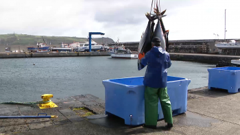 Imagem de Conselho das Pescas: Governo propõe sistema de gestão dos entrepostos frigoríficos