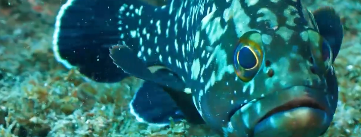 Imagem de Património Subaquático: Antiga Fábrica da Baleia de Porto Pim acolhe novo espaço interpretativo