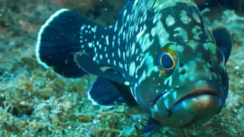 Imagem de Património Subaquático: Antiga Fábrica da Baleia de Porto Pim acolhe novo espaço interpretativo