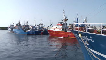 Imagem de Federação das Pescas acusa falta de estratégia e de fiscalização no setor