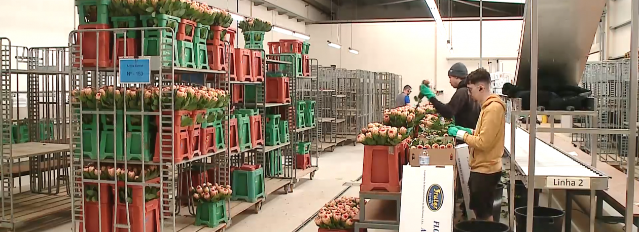 Imagem de Exportadores de flores da Terceira queixam-se de prejuízos com falhas nos transportes
