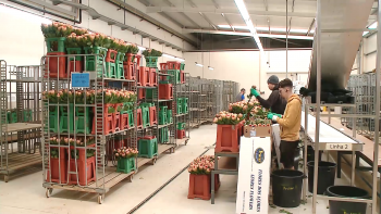 Imagem de Exportadores de flores da Terceira queixam-se de prejuízos com falhas nos transportes