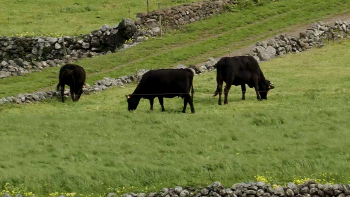 Imagem de Já são mais de mil os animais para exportação à espera de barco na ilha do Pico