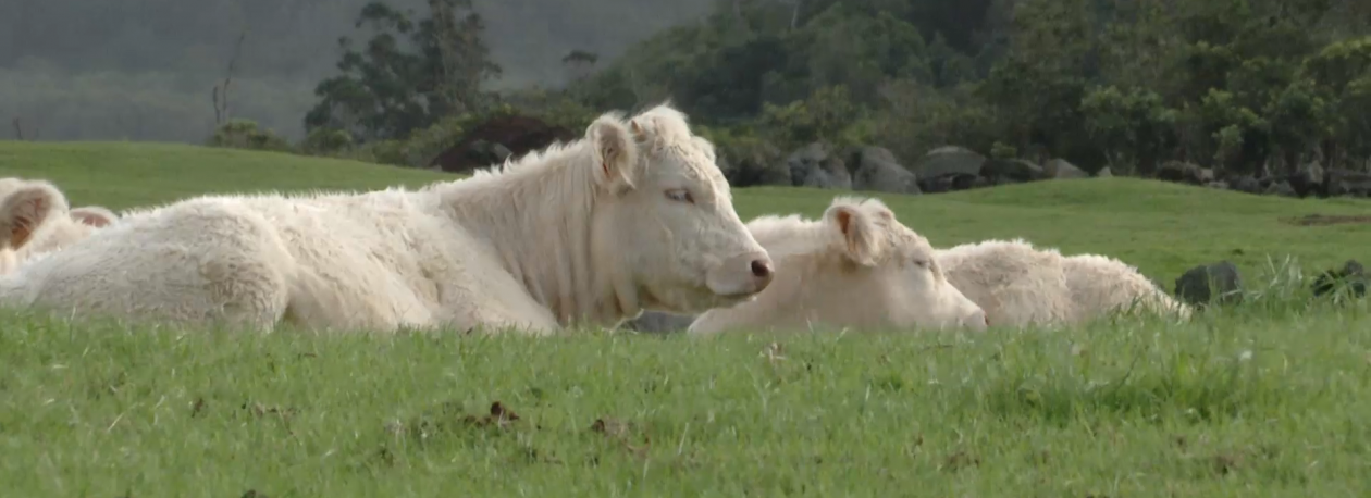 Imagem de Gado retido no Pico: Associação de Agricultores pede maior regularidade no transporte