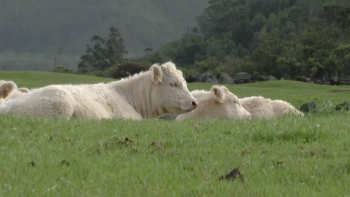 Imagem de Gado retido no Pico: Associação de Agricultores pede maior regularidade no transporte