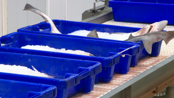 Imagem de Taxas de lota não vão ser aplicadas