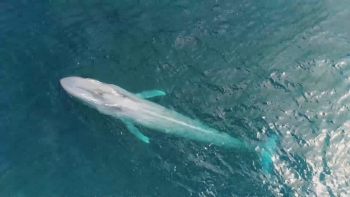 Imagem de Investigadores do OKEANOS participam em estudo internacional sobre ameaças à megafauna marinha