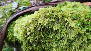 Imagem de Ambientalistas apelam para que não se apanhe leiva ou musgão para presépios tradicionais