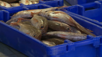 Imagem de Gestão de quotas em análise no Conselho Regional das Pescas