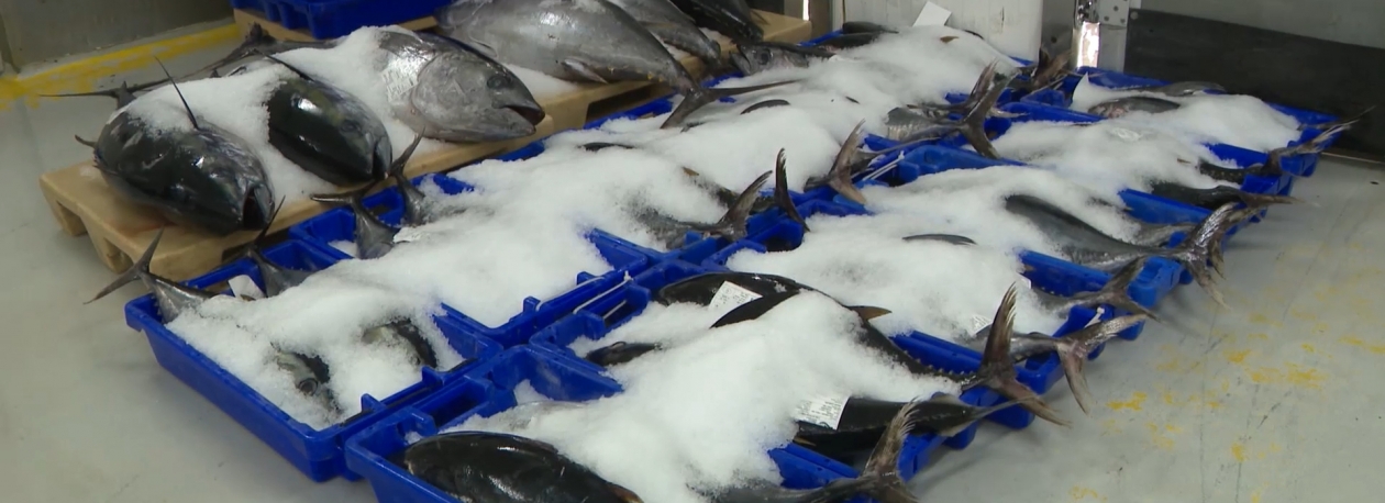 Imagem de Descarregadas mais de 285 toneladas de pescado em novembro