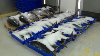 Imagem de Descarregadas mais de 285 toneladas de pescado em novembro