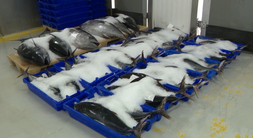 Imagem de Descarregadas mais de 285 toneladas de pescado em novembro