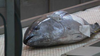 Imagem de Secretário das Pescas e organizações do setor chegam a acordo para congelar valor das taxas em lota