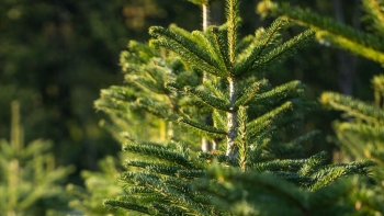 Imagem de Natal: Pinheiros naturais não sobem de preço este ano