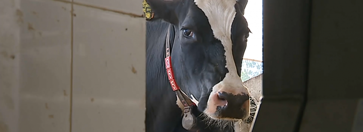 Imagem de Preço do leite: Associação de Produtores de Leite indignada com descida de 3 cêntimos por litro