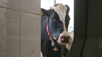 Imagem de Preço do leite: Associação de Produtores de Leite indignada com descida de 3 cêntimos por litro