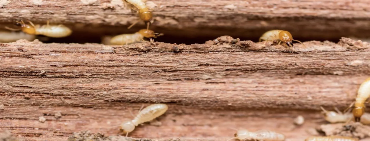 Imagem de Há novos focos de térmitas nos Açores