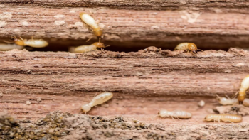Imagem de Há novos focos de térmitas nos Açores