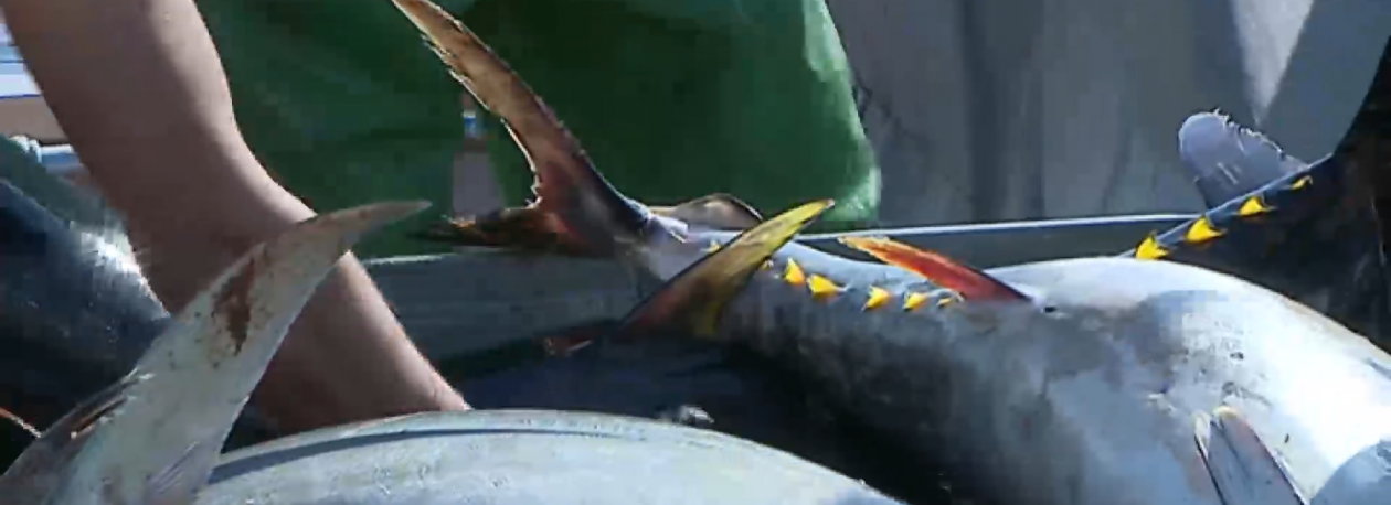 Imagem de Pescadores de algumas ilhas impedidos de expedir peixe por via aérea