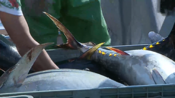 Imagem de Pescadores de algumas ilhas impedidos de expedir peixe por via aérea