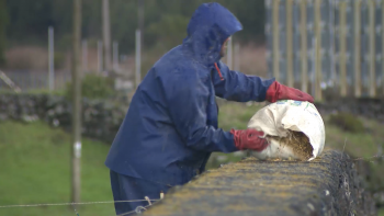 Imagem de Novo PEPAC Açores: Estão em candidatura 2,8M€ para instalação de jovens agricultores