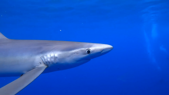 Imagem de Assembleia aprova proposta do PS que altera Rede de Áreas Marinhas Protegidas