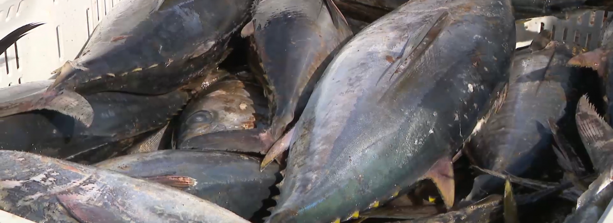 Imagem de Pesca do atum rabilho enfrenta momento crítico nos Açores