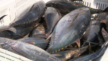 Imagem de Áreas Marinhas Protegidas: APASA classifica de “traição política” nova alteração ao decreto-legislativo que restringe pesca do atum