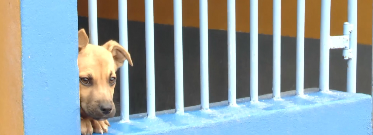 Imagem de Canil da Madalena do Pico volta a esgotar a sua capacidade de acolhimento