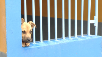 Imagem de Canil da Madalena do Pico volta a esgotar a sua capacidade de acolhimento