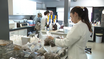 Imagem de Investigadores da Faculdade de Ciências Agrárias e do Ambiente da UAc participam em projeto para limpeza dos solos