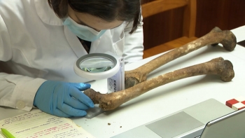 Imagem de Coleção de esqueletos identificados dos Açores a colocar a Região no mapa da Antropologia