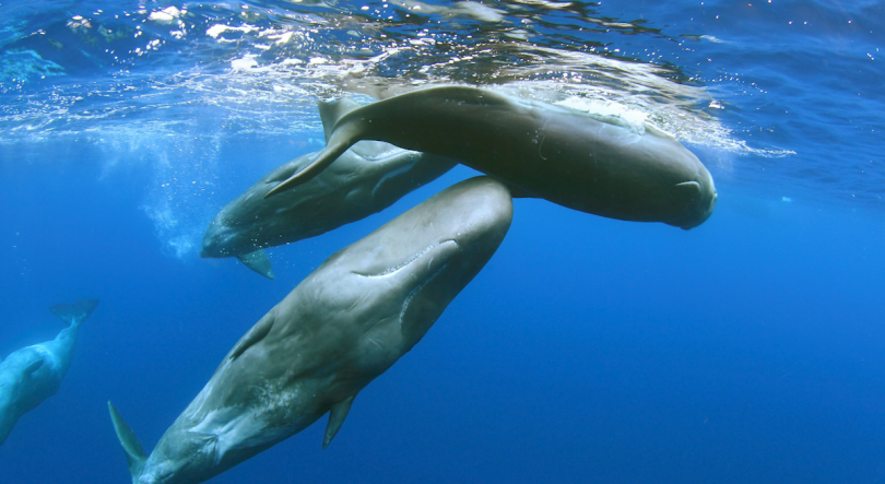 Imagem de Blue Azores promove exibição de documentário sobre proteção do oceano