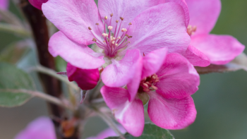 Imagem de Produção de flores em queda nos Açores