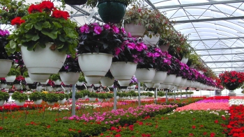 Imagem de Produtores de flores da Terceira queixam-se da imprevisibilidade do transporte