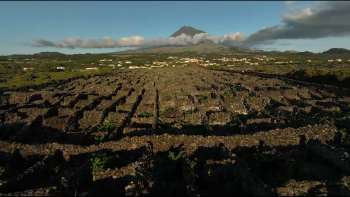Imagem de Cláudio Lopes é o presidente do Instituto da Vinha e do Vinho dos Açores