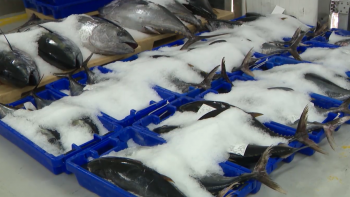 Imagem de Pescado descarregado em lota aumentou 35,2% em 2025