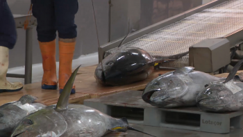 Imagem de Falta de raio X no aeroporto mantém São Jorge sem condições para exportar peixe