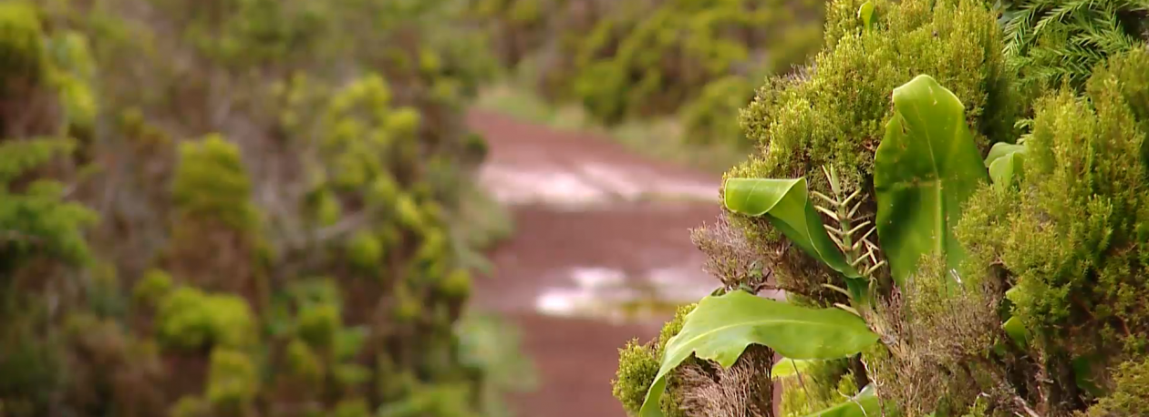 Imagem de Centros Ambientais e Parques Naturais: Nova App garante mais acessibilidade e inclusão nas visitas