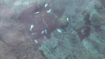 Imagem de Peixes mortos na Graciosa: Secretário do Mar e Pescas acredita que não há motivo para preocupação
