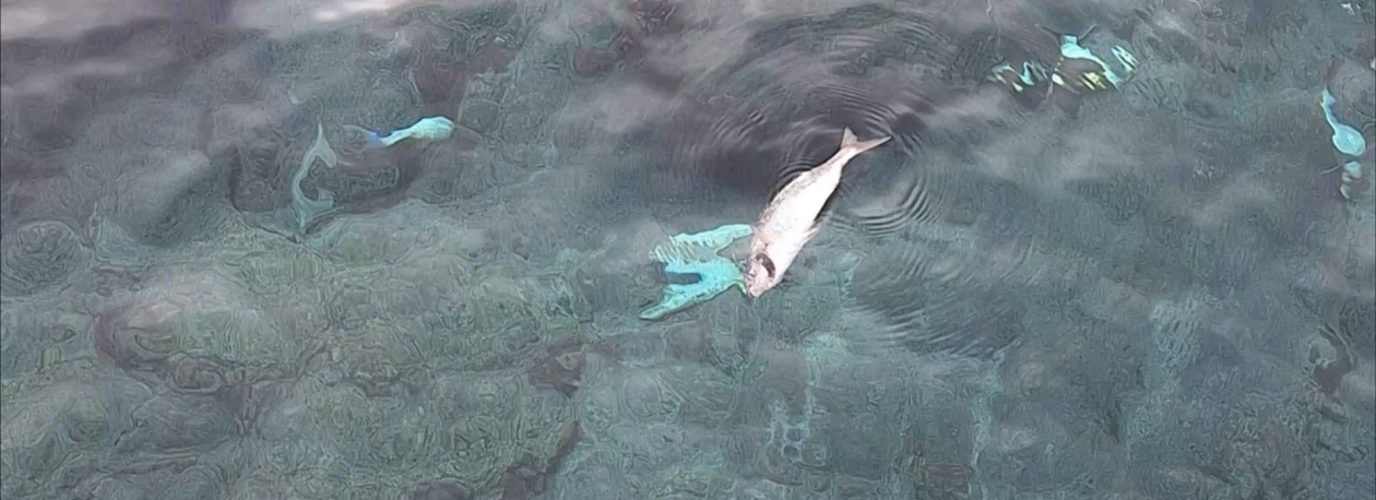 Imagem de Peixes mortos encontrados nas Piscinas Naturais do Carapacho na Graciosa