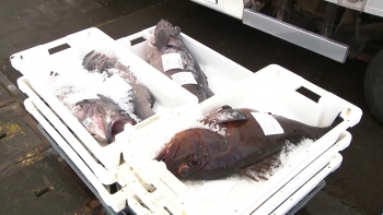 Imagem de Transporte pescado: CCIPD manifesta profunda preocupação com alterações da União Europeia