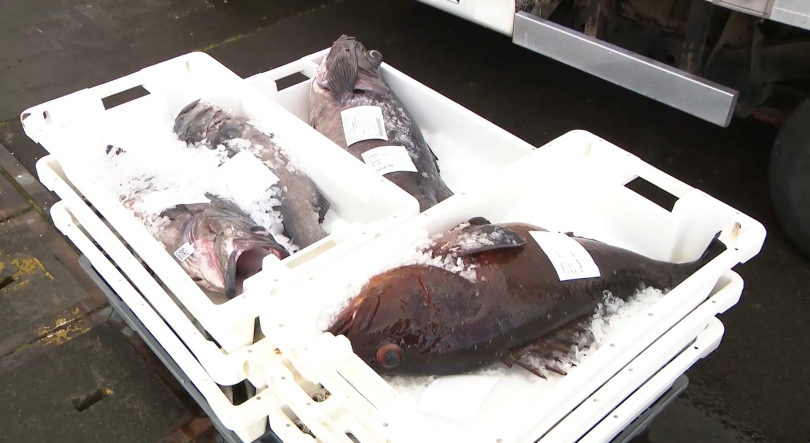 Imagem de Transporte pescado: CCIPD manifesta profunda preocupação com alterações da União Europeia