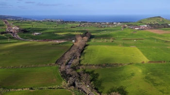 Imagem de Petição contesta abate de árvores para construção da variante às Capelas