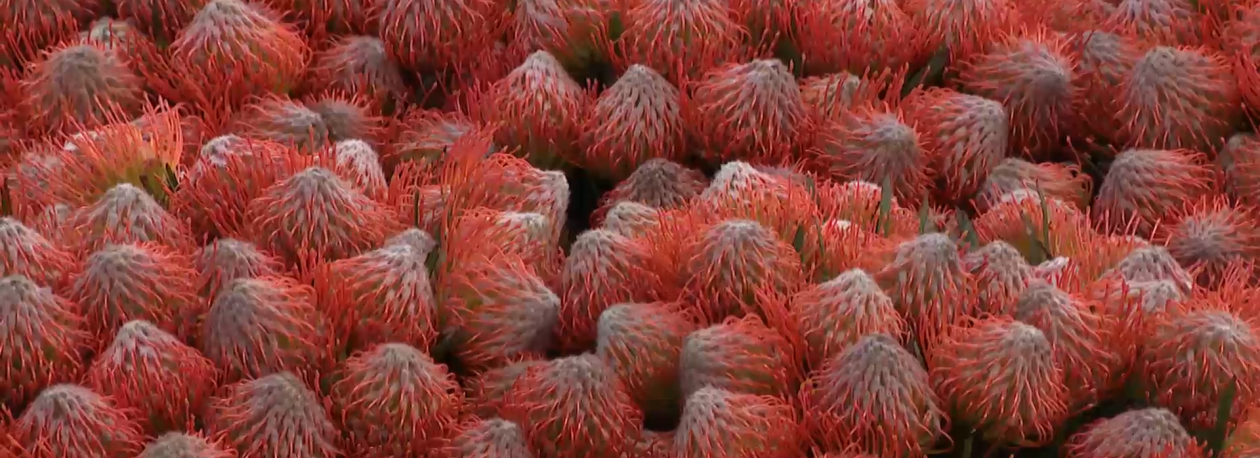 Imagem de Empresário dos Países Baixos denuncia que dificuldades no transporte afeta qualidade das flores