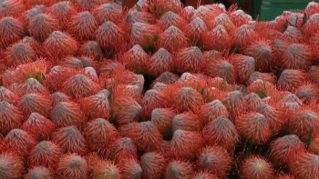 Imagem de Empresário dos Países Baixos denuncia que dificuldades no transporte afeta qualidade das flores