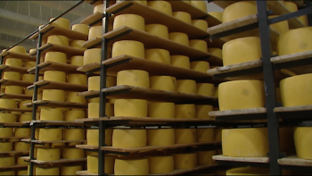 Imagem de Inaugurada em São Jorge exposição que conta a História do Queijo da Ilha