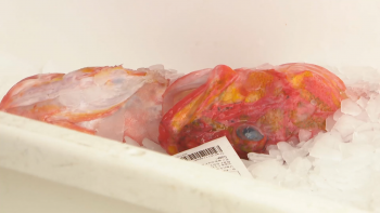 Imagem de Secretário das Pescas: Soluções provisórias asseguram continuidade da exportação de pescado